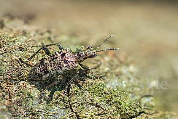 Schrotbock (Rhagium inquisitor)