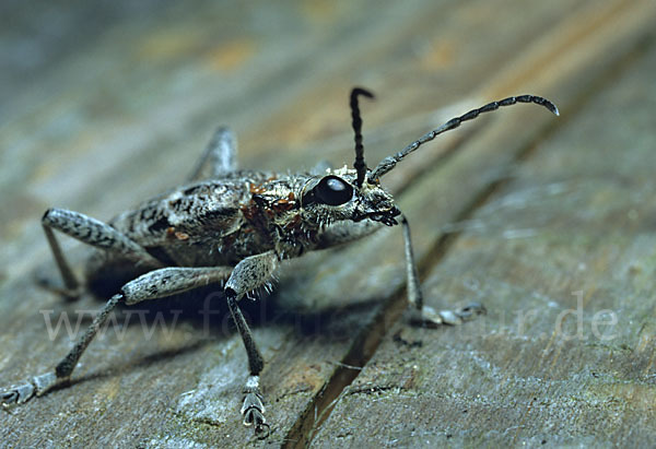 Schrotbock (Rhagium inquisitor)