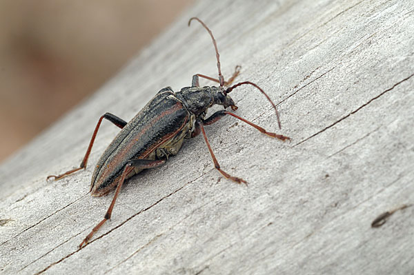 Schulterbock (Oxymirus cursor)