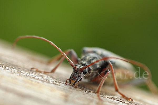 Schulterbock (Oxymirus cursor)