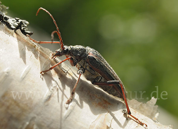 Schulterbock (Oxymirus cursor)