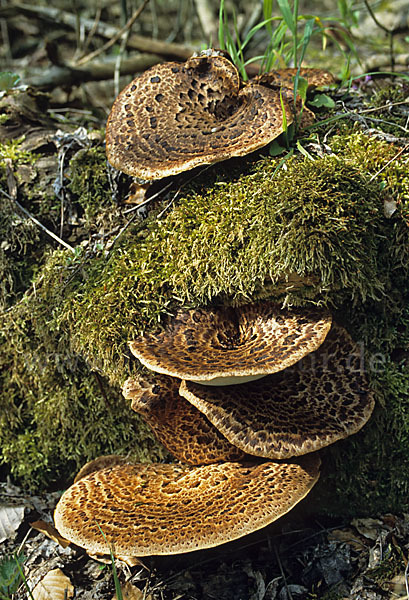 Schuppiger Porling (Polyporus squamosus)