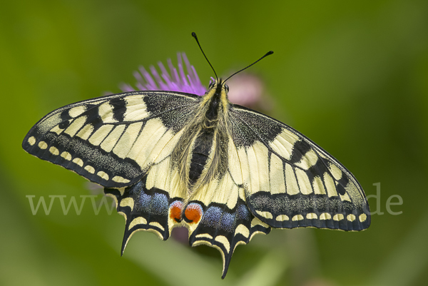 Schwalbenschwanz (Papilio machaon)