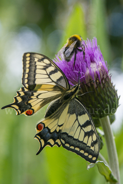 Schwalbenschwanz (Papilio machaon)