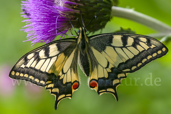 Schwalbenschwanz (Papilio machaon)