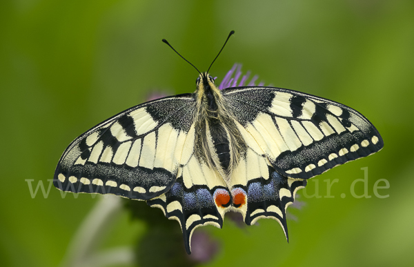 Schwalbenschwanz (Papilio machaon)