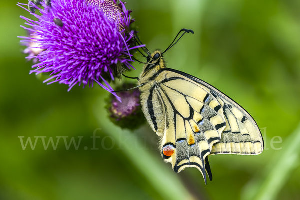 Schwalbenschwanz (Papilio machaon)