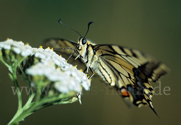 Schwalbenschwanz (Papilio machaon)