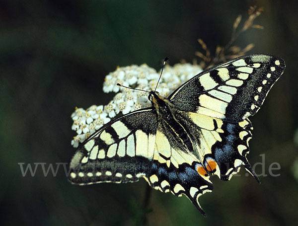 Schwalbenschwanz (Papilio machaon)