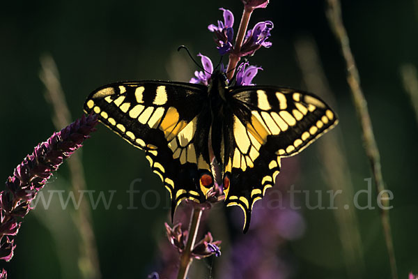 Schwalbenschwanz (Papilio machaon)