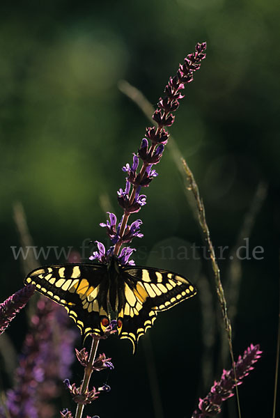 Schwalbenschwanz (Papilio machaon)