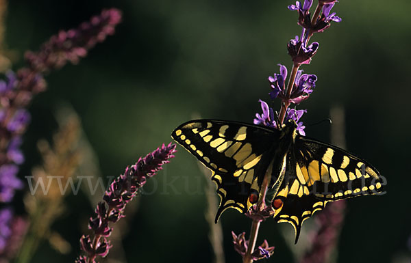 Schwalbenschwanz (Papilio machaon)