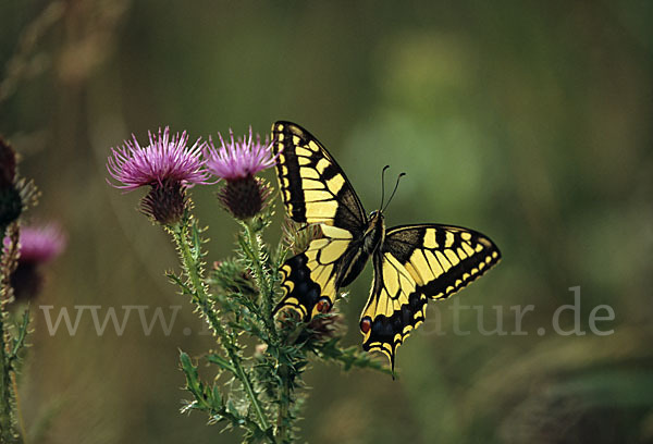 Schwalbenschwanz (Papilio machaon)