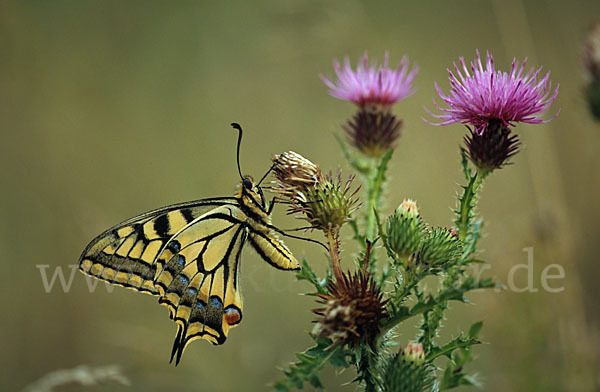 Schwalbenschwanz (Papilio machaon)