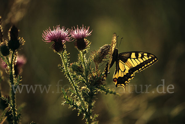 Schwalbenschwanz (Papilio machaon)