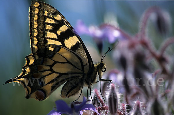 Schwalbenschwanz (Papilio machaon)