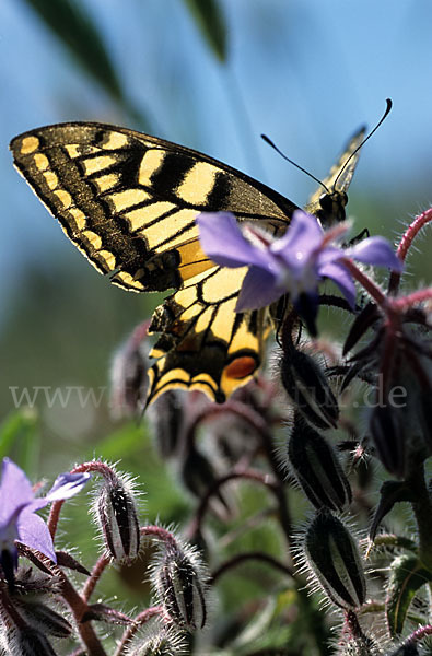 Schwalbenschwanz (Papilio machaon)