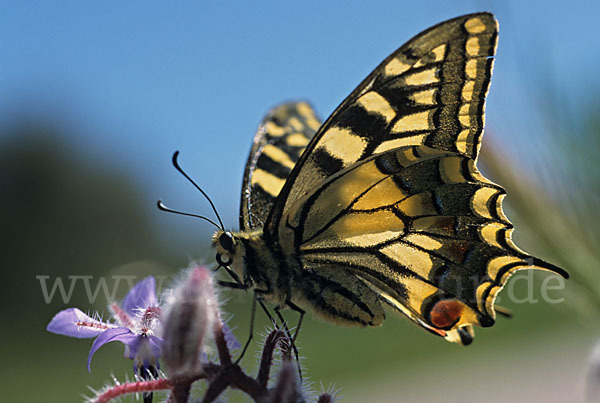 Schwalbenschwanz (Papilio machaon)