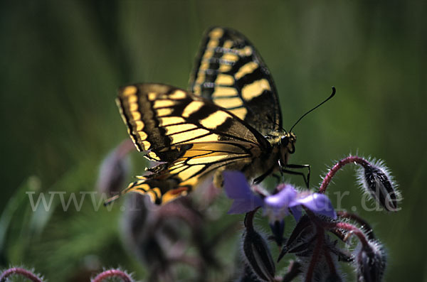 Schwalbenschwanz (Papilio machaon)