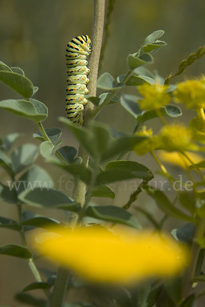 Schwalbenschwanz (Papilio machaon)