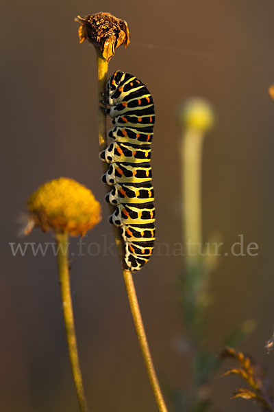 Schwalbenschwanz (Papilio machaon)