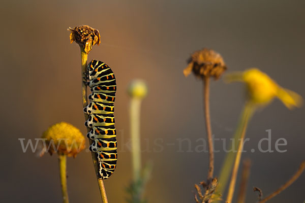 Schwalbenschwanz (Papilio machaon)