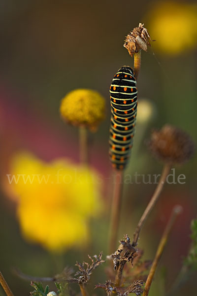 Schwalbenschwanz (Papilio machaon)