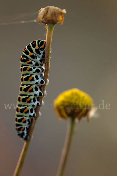 Schwalbenschwanz (Papilio machaon)