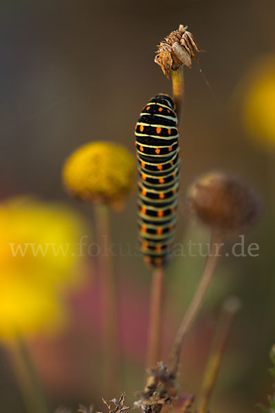 Schwalbenschwanz (Papilio machaon)