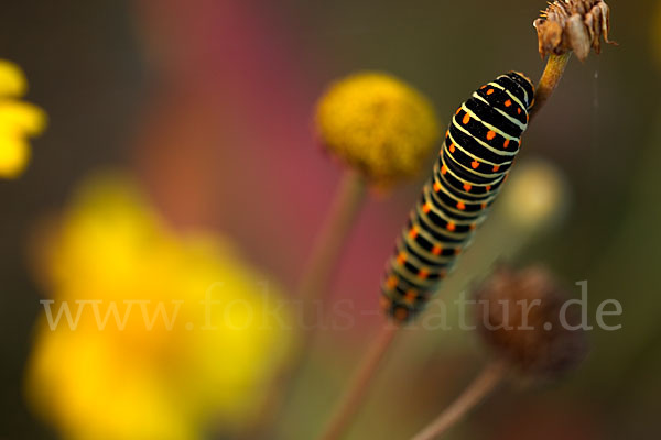 Schwalbenschwanz (Papilio machaon)