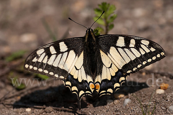 Schwalbenschwanz (Papilio machaon)