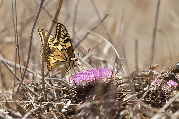 Schwalbenschwanz (Papilio machaon)