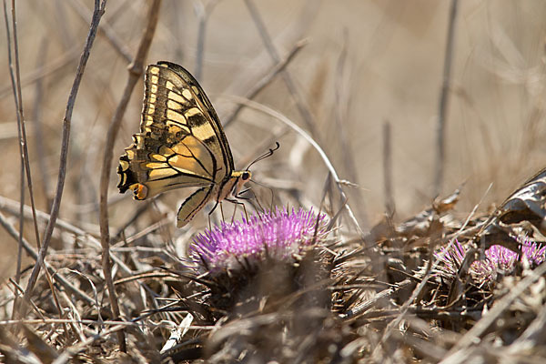 Schwalbenschwanz (Papilio machaon)