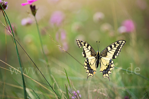 Schwalbenschwanz (Papilio machaon)