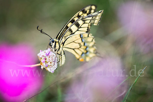 Schwalbenschwanz (Papilio machaon)