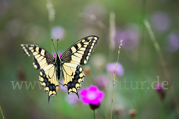 Schwalbenschwanz (Papilio machaon)