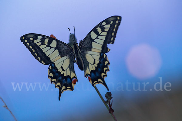 Schwalbenschwanz (Papilio machaon)