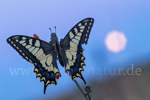 Schwalbenschwanz (Papilio machaon)