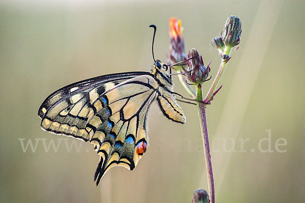 Schwalbenschwanz (Papilio machaon)