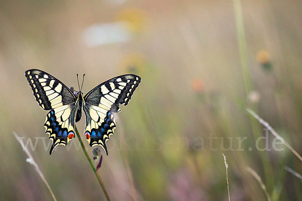 Schwalbenschwanz (Papilio machaon)