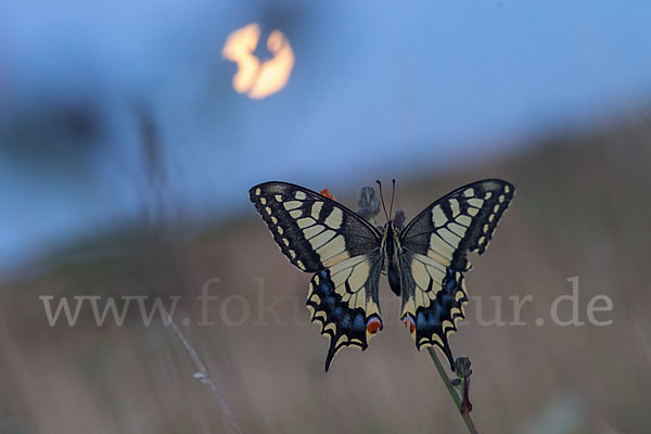 Schwalbenschwanz (Papilio machaon)