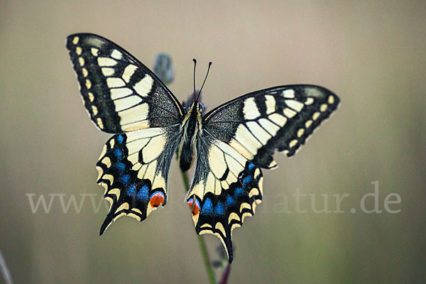 Schwalbenschwanz (Papilio machaon)