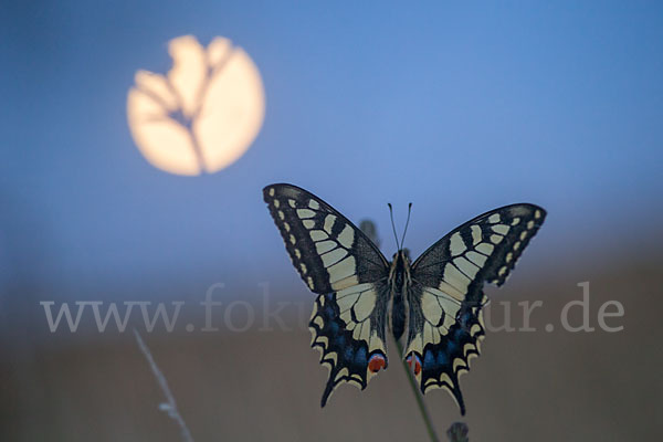 Schwalbenschwanz (Papilio machaon)