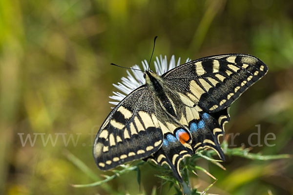 Schwalbenschwanz (Papilio machaon)