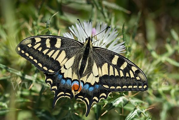 Schwalbenschwanz (Papilio machaon)