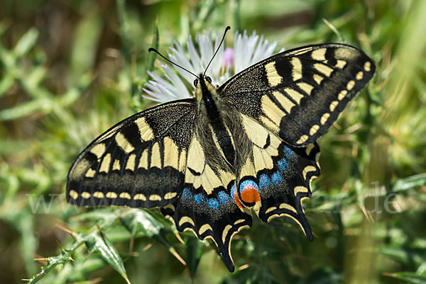 Schwalbenschwanz (Papilio machaon)