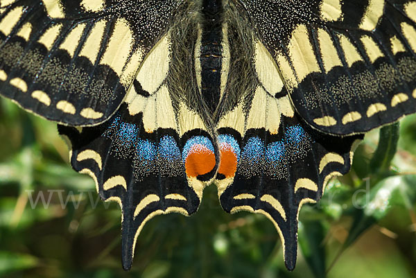 Schwalbenschwanz (Papilio machaon)