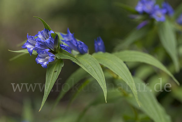 Schwalbenwurz-Enzian (Gentiana asclepiadea)