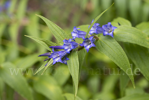 Schwalbenwurz-Enzian (Gentiana asclepiadea)