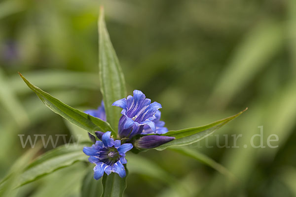 Schwalbenwurz-Enzian (Gentiana asclepiadea)